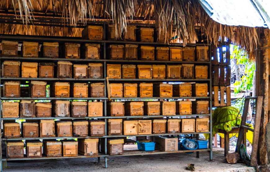 Tekit: un recorrido por la esencia de los pueblos mayas de hoy